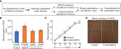 Growth and transcriptional response of wheat and rice to the tertiary amine BMVE